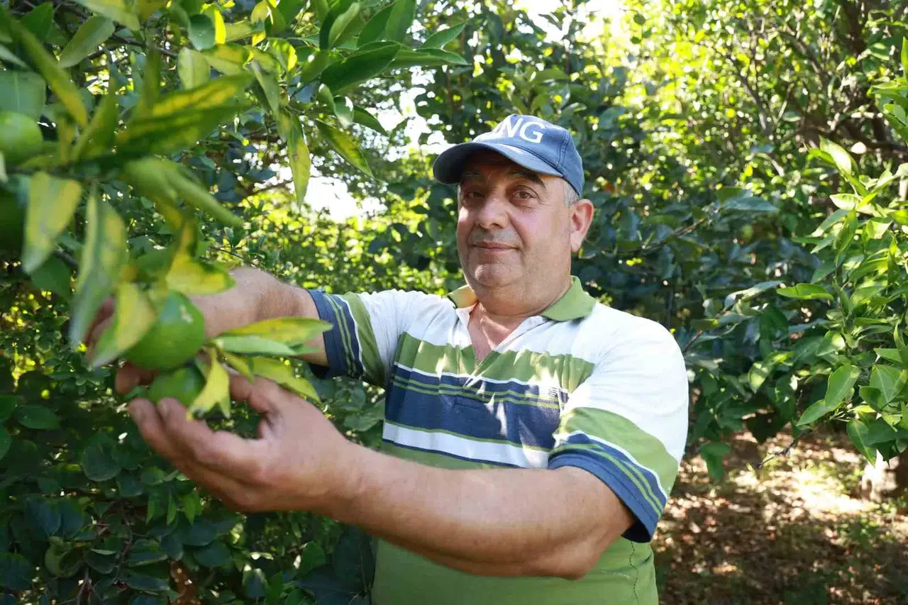 Erkenci Mandalina Hasadında Çalışacak Personel Bulamayan Bahçe Sahibi, 10 Dönümlük Bahçesinde Hasada Tek Başına Başladı