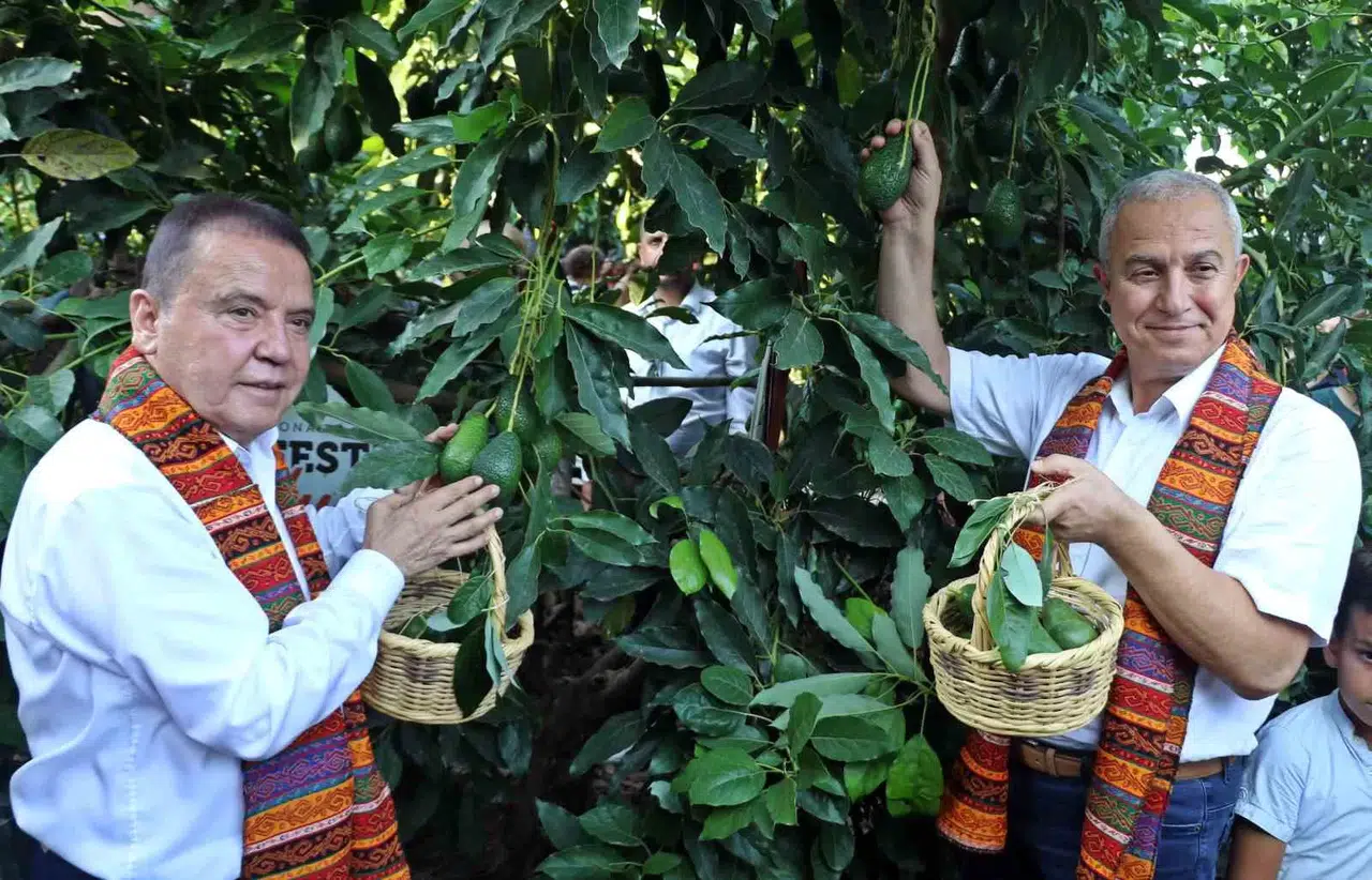 Foodfest Antalya Memleketler arası Gastronomi Şenliği Kapsamında Avokado ve Mango Hasadı Yapıldı