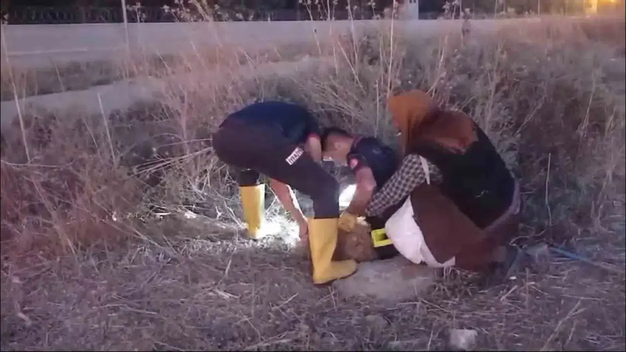İtfaiye Takımları Kanalizasyona Düşen Koyun İçin Seferber Oldu