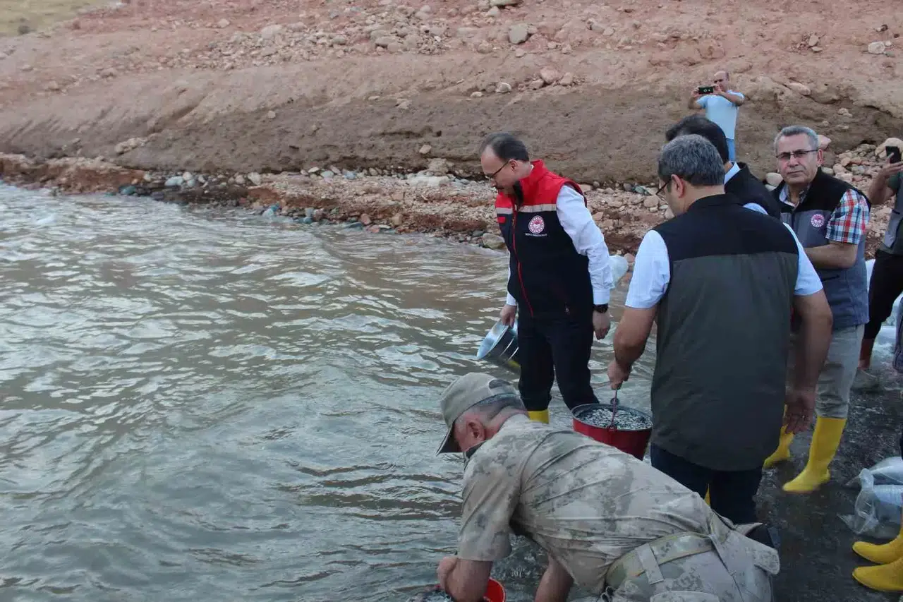 Siirt’te 1 Milyon Yavru Sazan Suya Bırakıldı