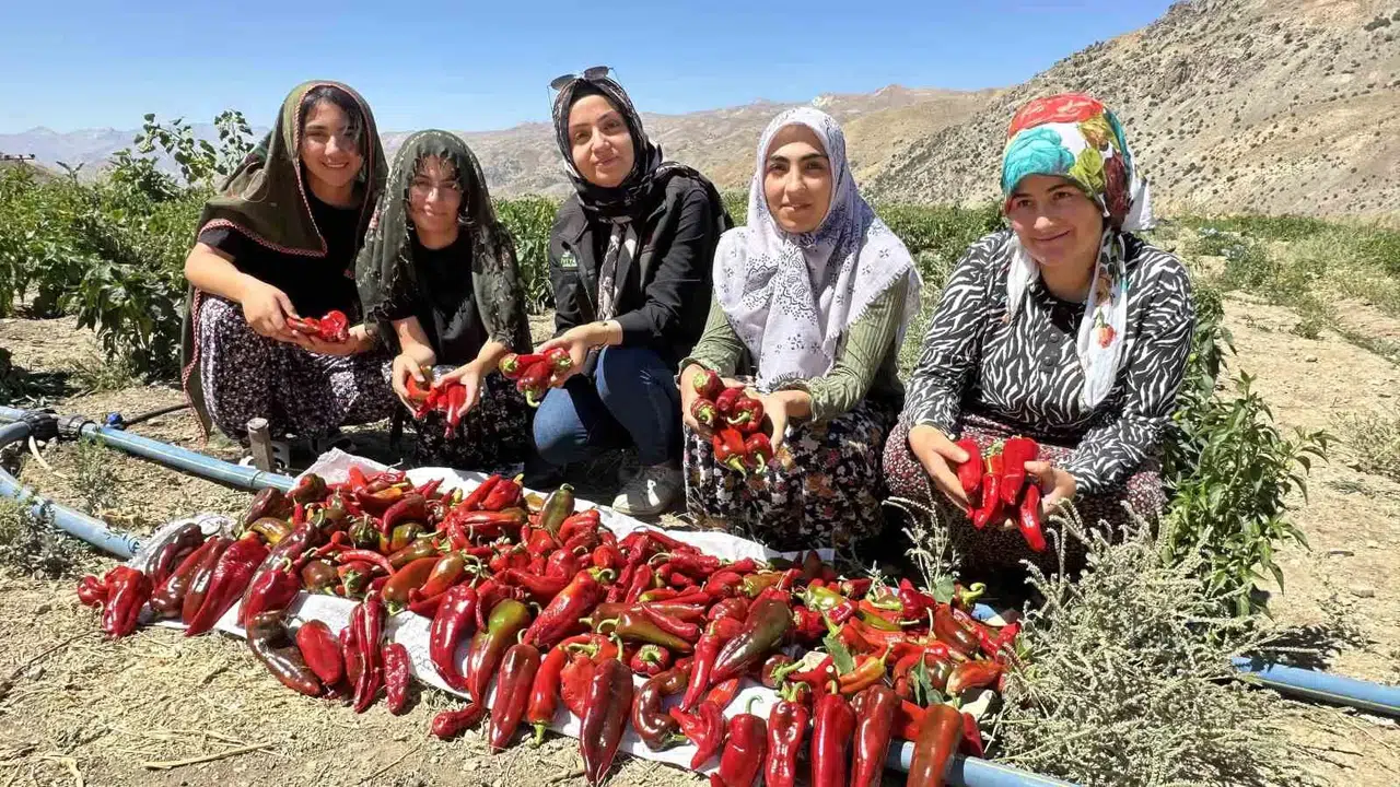 Yüksekovalı Bayanlar Biber Hasadına Başladı