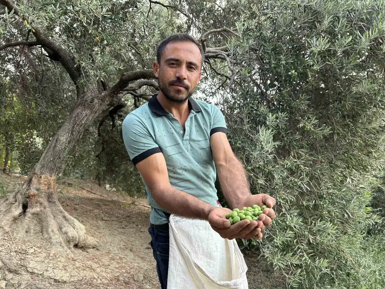 Zelzele Bölgesinde Yüz Güldüren Hasat; Sofralık Zeytin Kilogram Fiyatı 70 TL’den Alıcı Buluyor