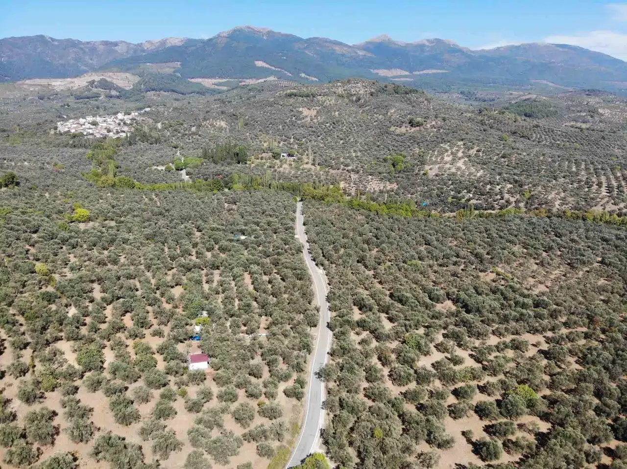 2024-2025 Zeytin Döneminde 3 Milyon 600 Bin Ton Zeytin, 750 Bin Ton Sofralık Zeytin, 2 Milyon 850 Bin Ton Yağlık Zeytin ve 475 Bin Ton Zeytinyağı Rekoltesi Bekleniyor