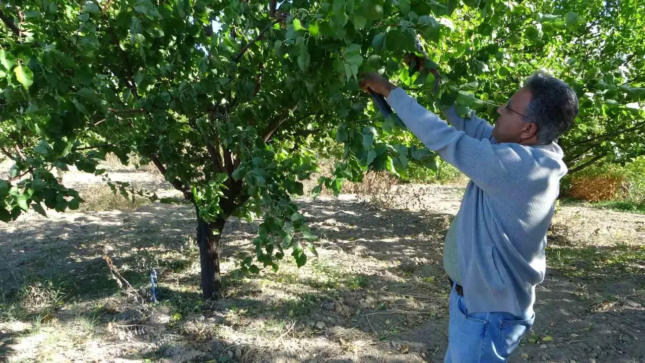 9 Milyon Kayısı Ağacının Bulunduğu Malatya’da Üreticiler İçin Değerli İhtar
