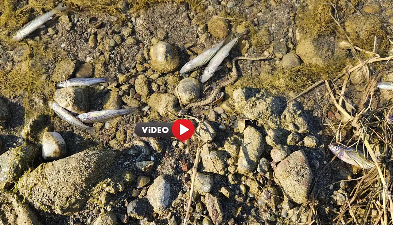 Irmaktaki Esrarengiz Ölümler Mercek Altında