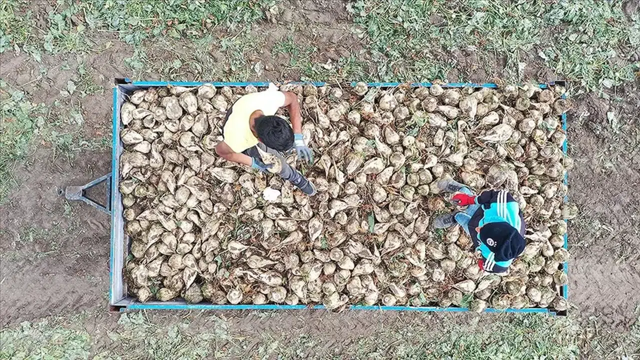 Pancar Üreticileri: Külliyen Zarardayız