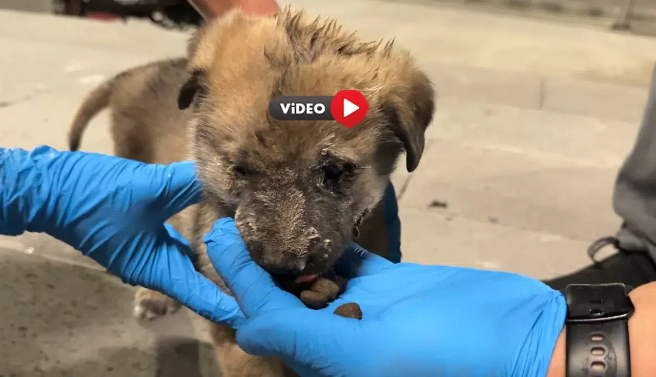 Yavru Köpek Kurtarıldı, O Anlar Yürekleri Isıttı