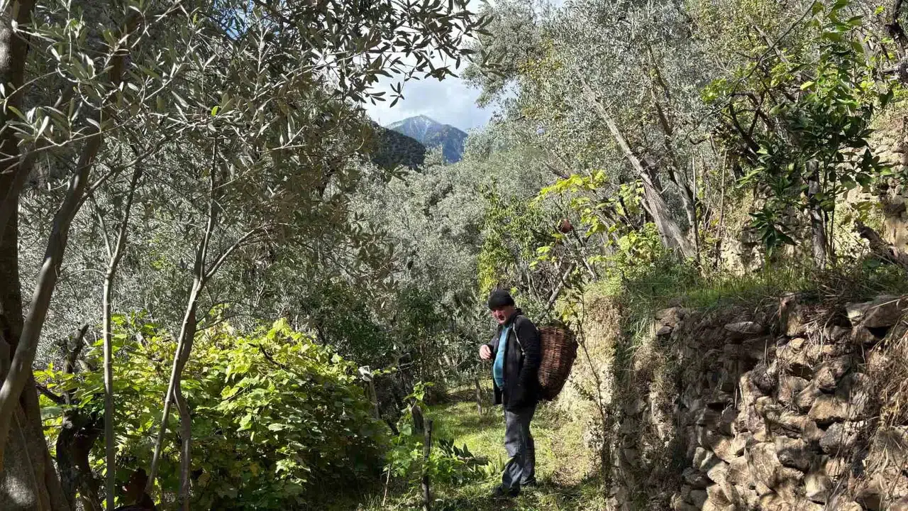 Artvin’de Asırlık Zeytin Ağaçlarından Hasat Başladı