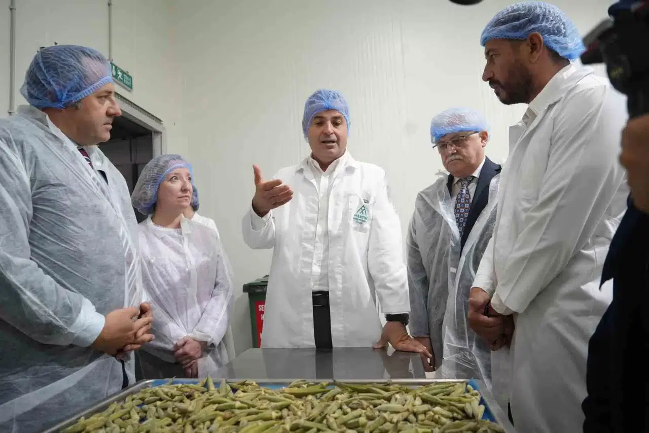 Balıkesir Bamyasını Cips Yapıp 15 Kat Kıymet Kattılar...amerika Pazarına Gönderdiler