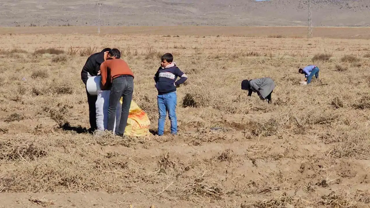 Çiftçiden Vatandaşlara Ücretsiz Patates