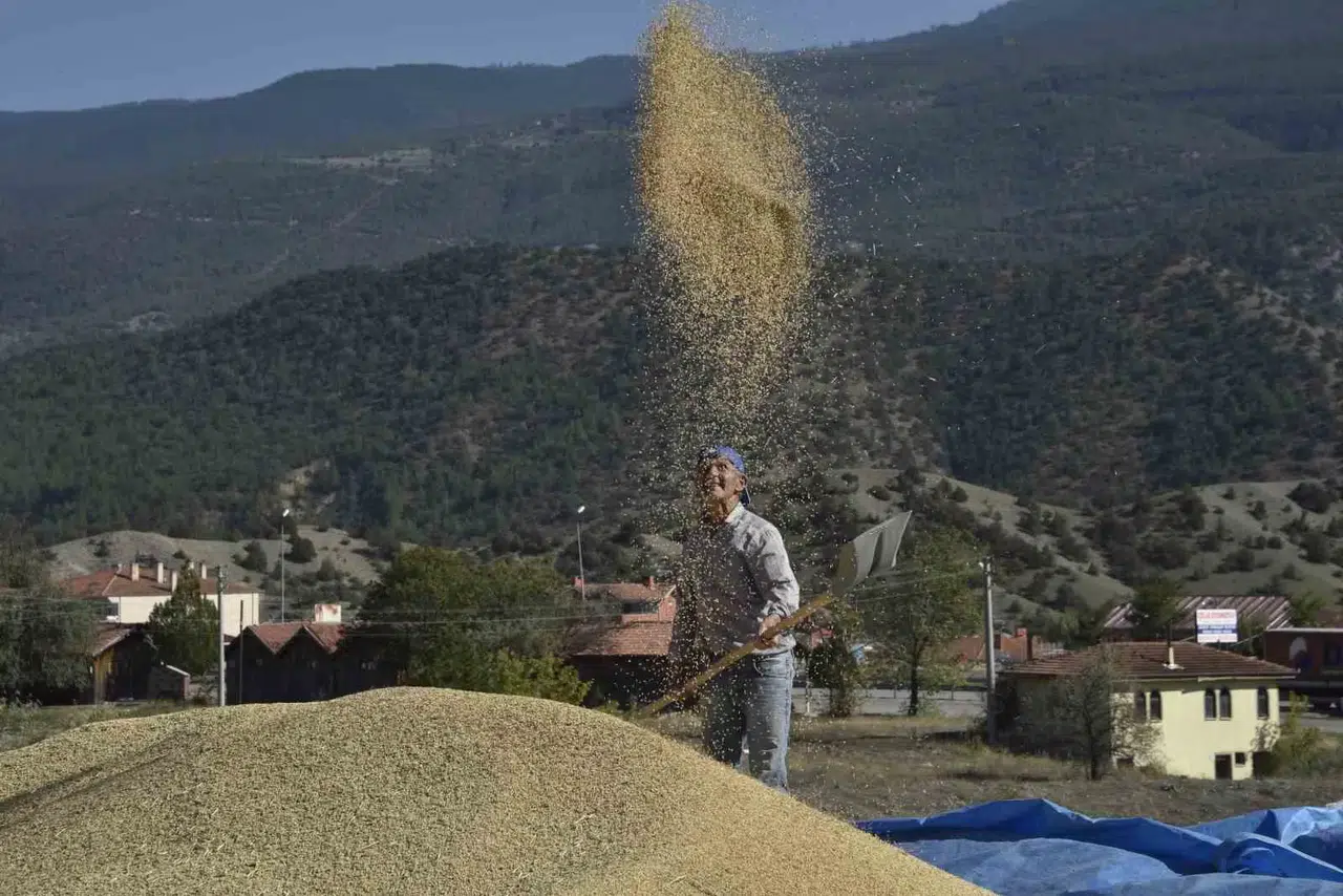 Coğrafik İşaretli Tosya Pirincinin Hasadı Başladı