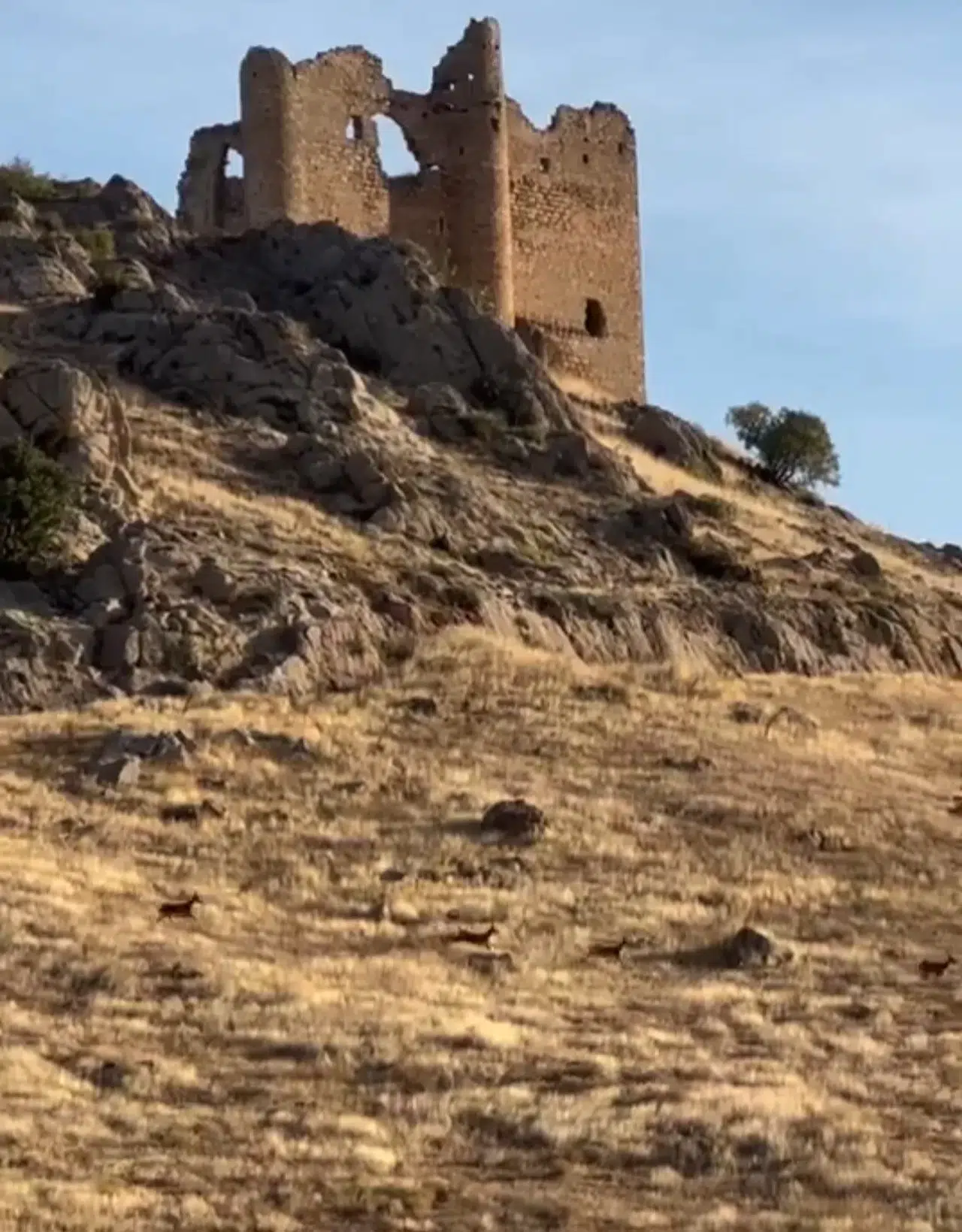 Elazığ’da Dağ Keçileri Şoför Halinde Görüntülendi