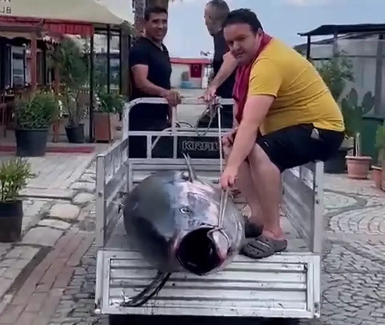 Erdek’te Tarihi Av...207 Kiloluk Dev Orkinos Kıyıya Çıkarıldı