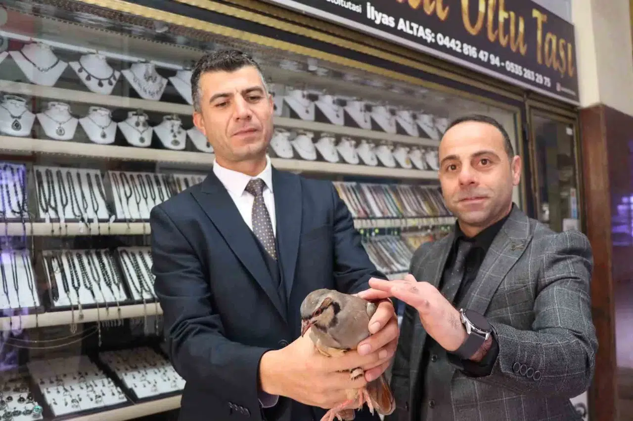 Erzurum’da Kınalı Kekliğe Uzanan Şefkatli Eller