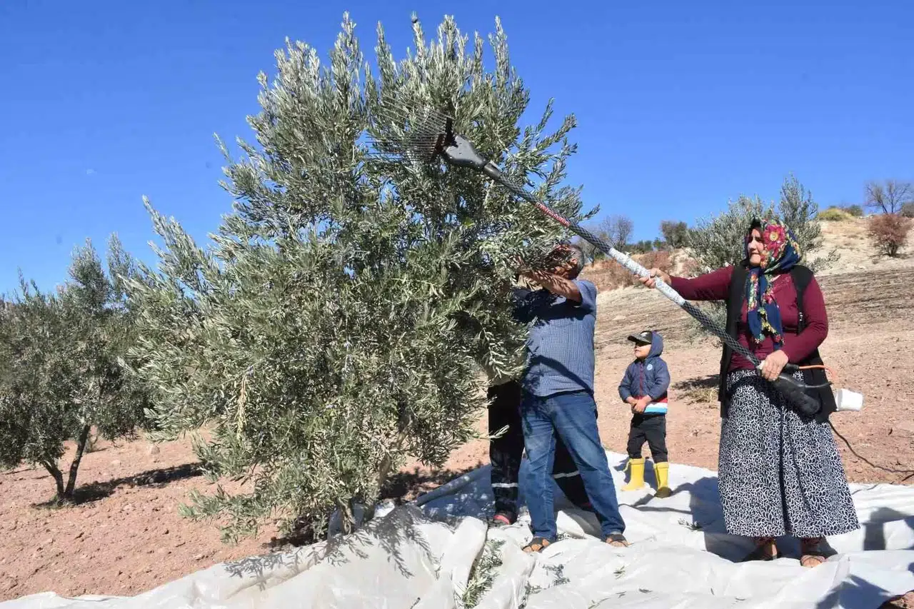 Gaziantep’te Zeytin Hasadı Başladı