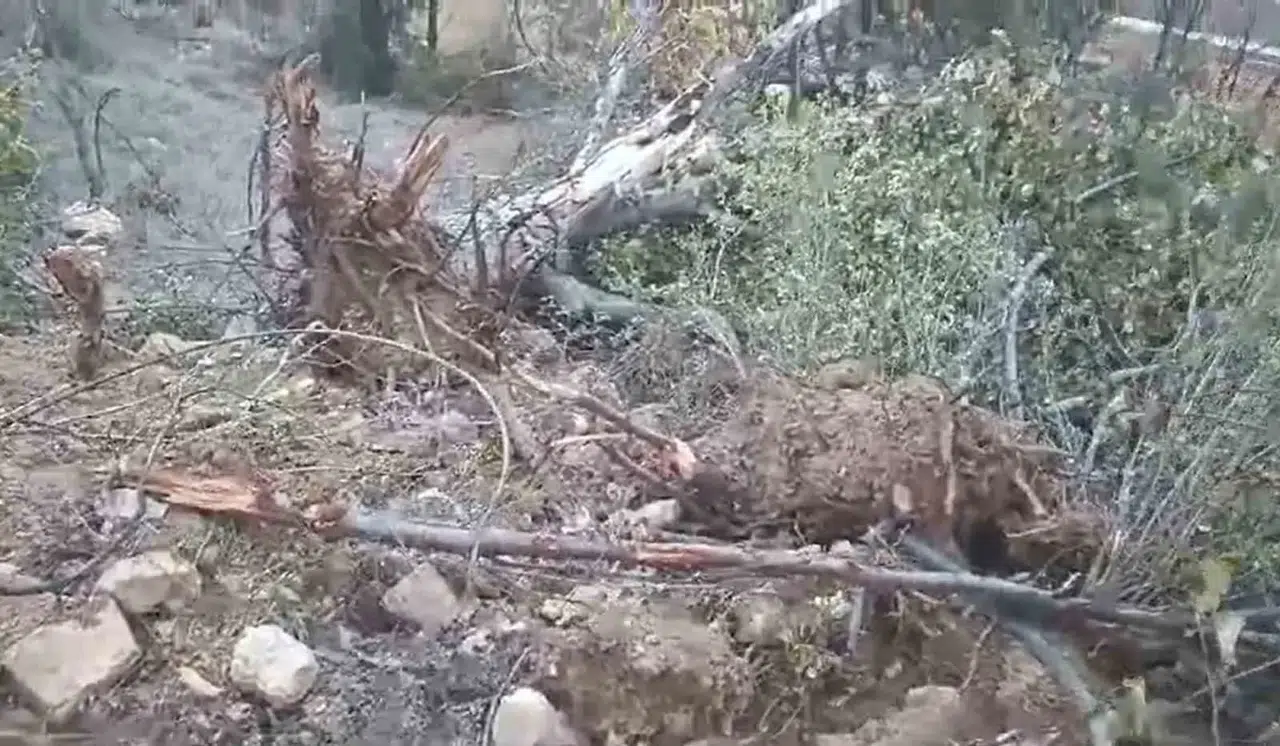 Giresun’un Çamoluk İlçesinde Sökülen Yarım Asırlık Ceviz Ağaçları Reaksiyona Neden Oldu