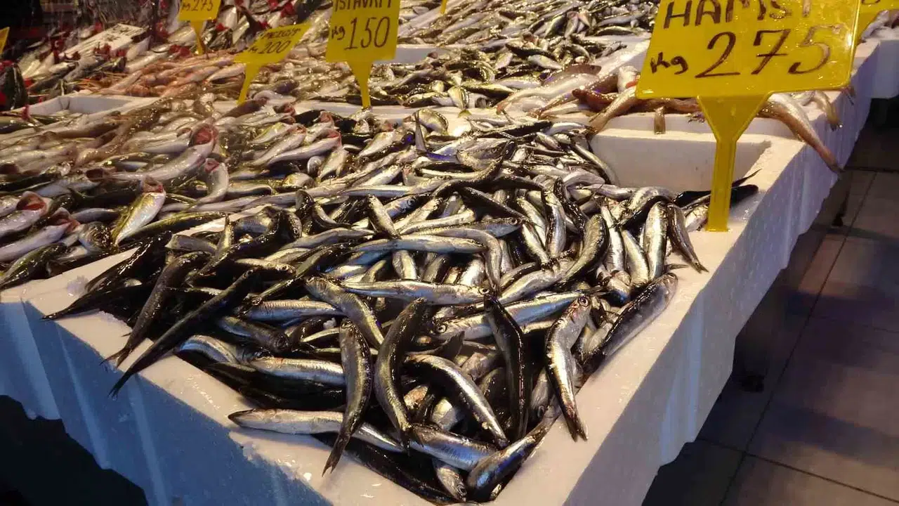 Hamsi Tezgâha Gelmekte Naz Ediyor