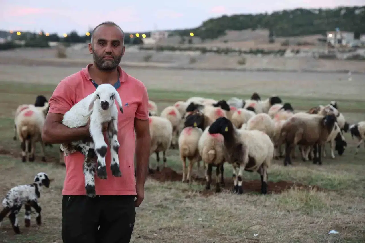 Hayvan Yetiştiricileri, Hayvanlarının Çobanlığını da Kendileri Yapıyor