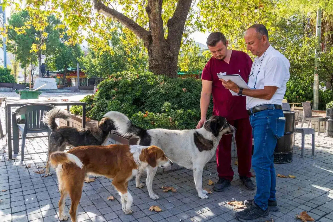 İzmir’de Sahipsiz Köpeklerin Sayımı Başladı