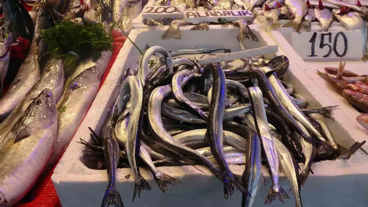 Karadeniz’de Zargana Rahmeti