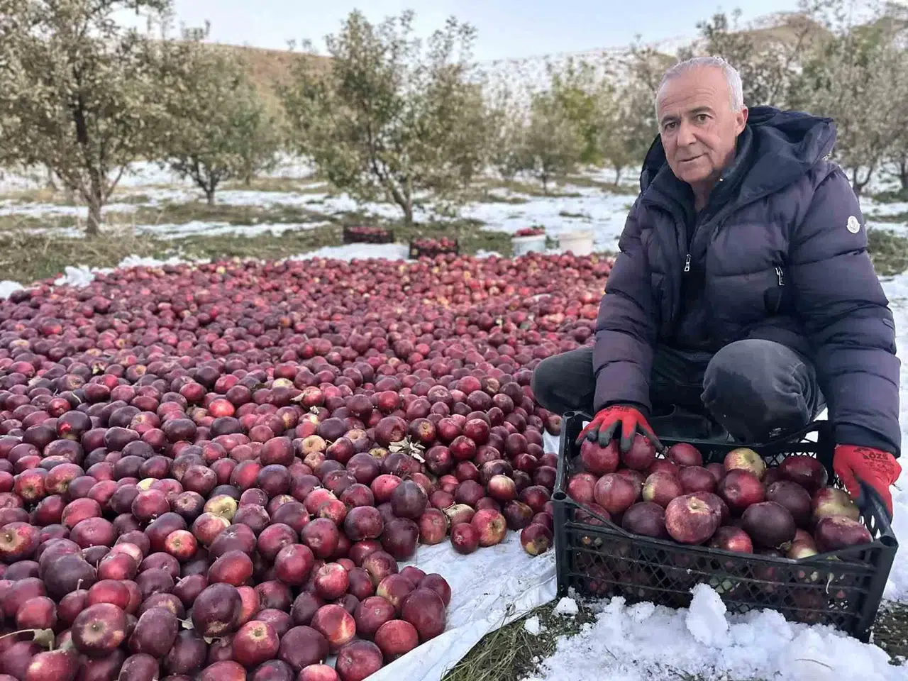 Karlı Dağlarda Şiddetli Elma Hasadı