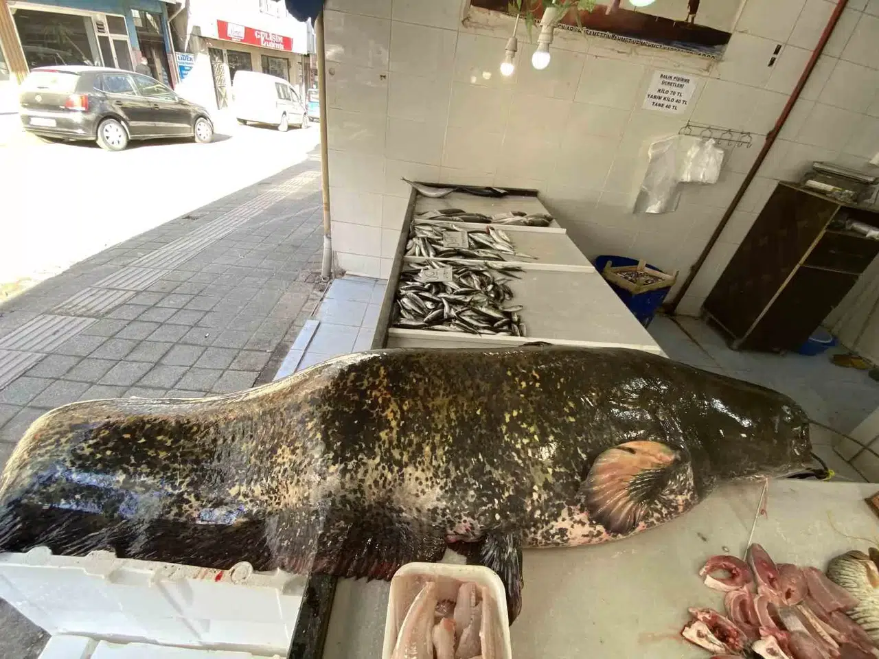 Meriç Nehri’nde Dev Yayın Balığı Yakalandı