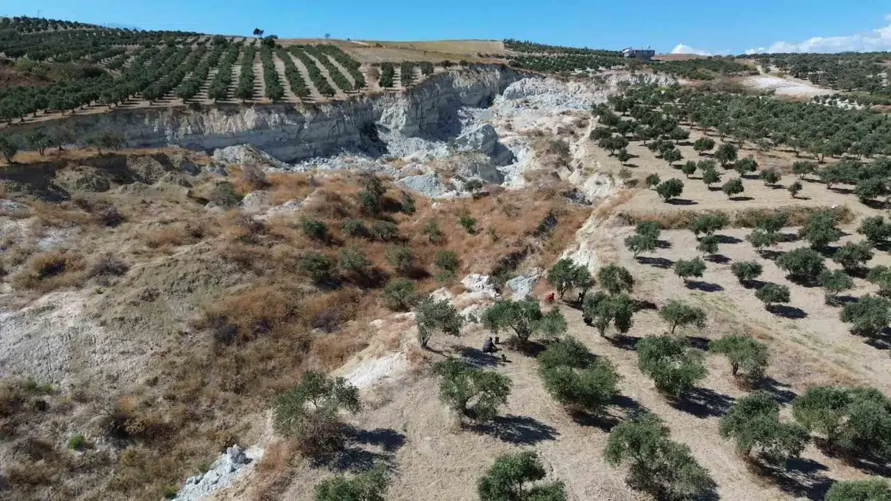 Zelzelenin Büyüklüğünü Gösteren Devasa Yarığın İkiye Ayırdığı Bahçede Huzursuz Eden Zeytin Hasadı