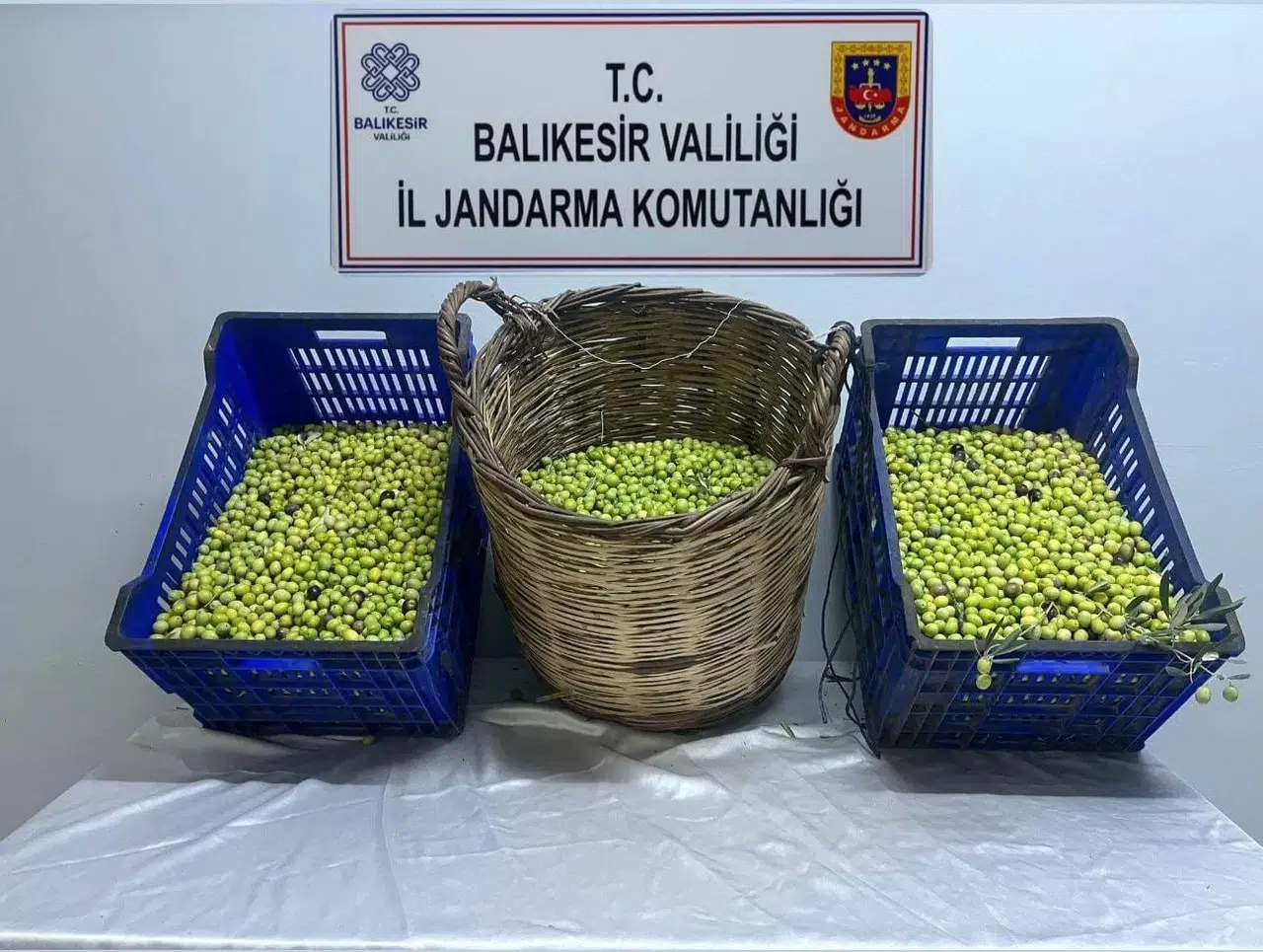 Zeytin Hırsızları Tutuklandı
