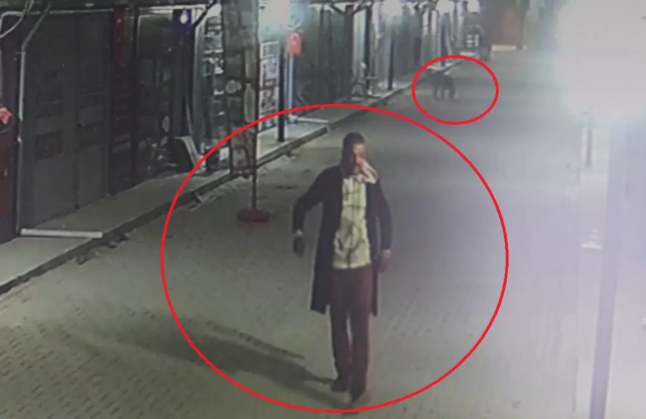 Akılalmaz Olay: İş Yerinin Kapısını Açıp Kedileri Köpeklere Parçalattı