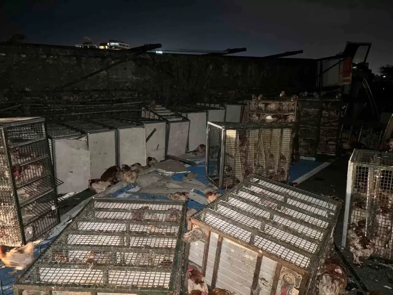 Beypiliç’in Tavuk Yüklü Kamyonu Devrildi: Yüzlerce Tavuk Telef Oldu