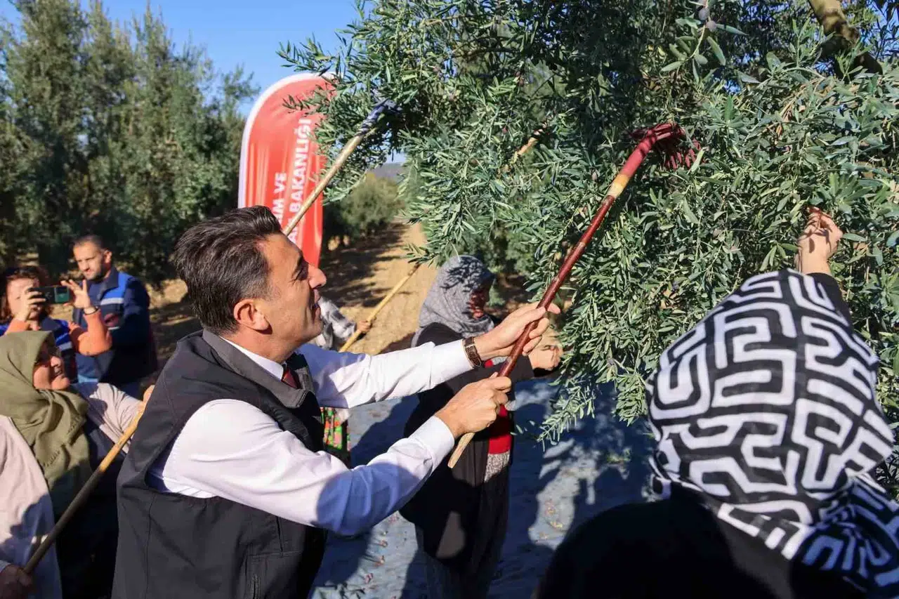 Bilecik’te Zeytin Hasadı Mesaisi Başladı
