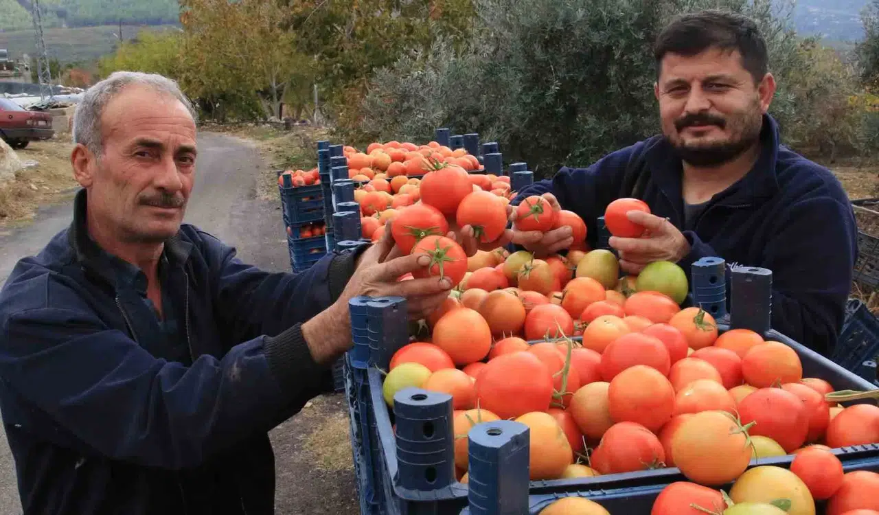 Bu Dönem Üreticisinin Yüzü Güldü: Kış Mevsiminde Açıkta Domates Hasadı Sürüyor