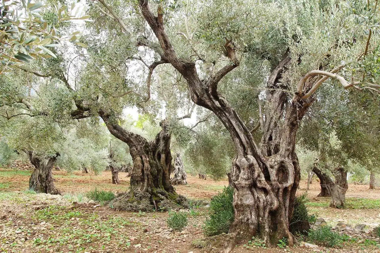 Bugün Tüm Dünya da "Zeytin Ağacı Günü" Kutlanıyor