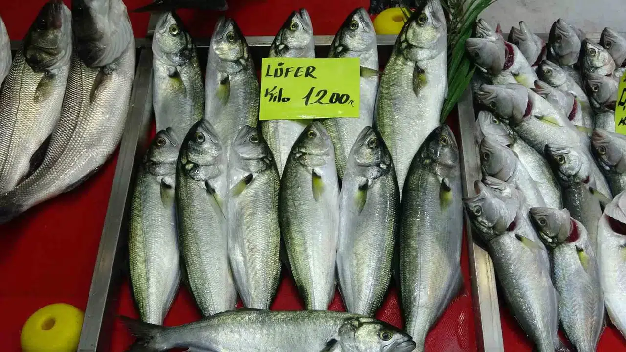 Denizlerin Prensi ’Lüfer’ 1200 Liradan Tezgahta