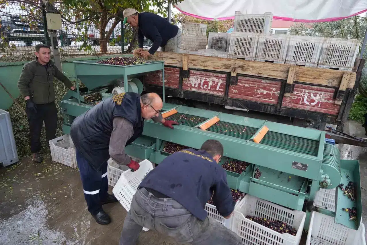 Edremit Körfezi’ndeki Zeytin İşletmelerinde Elek Mesaisi Başladı