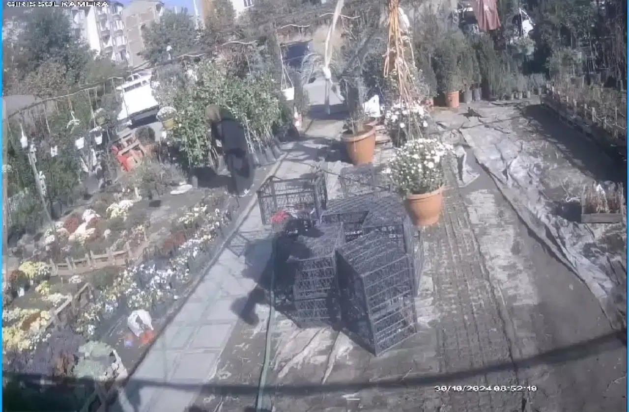 Evvel İnceledi, Akabinde Şalının Altına Koyup Kaçtı