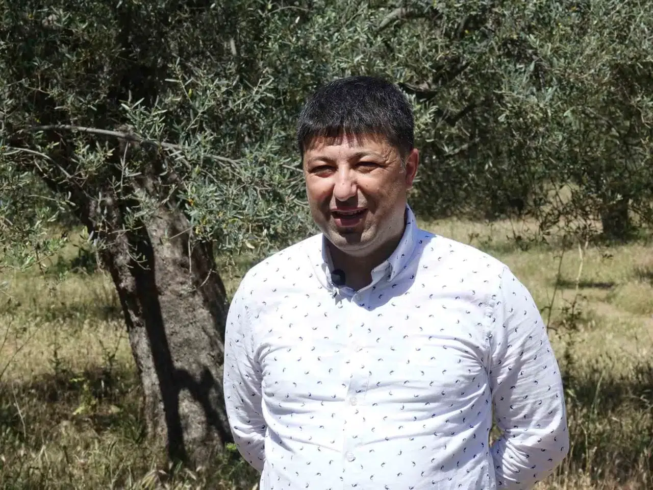 Hasat Sonrası Zeytin Ağaçlarını Budamayın Gübre Atmayın