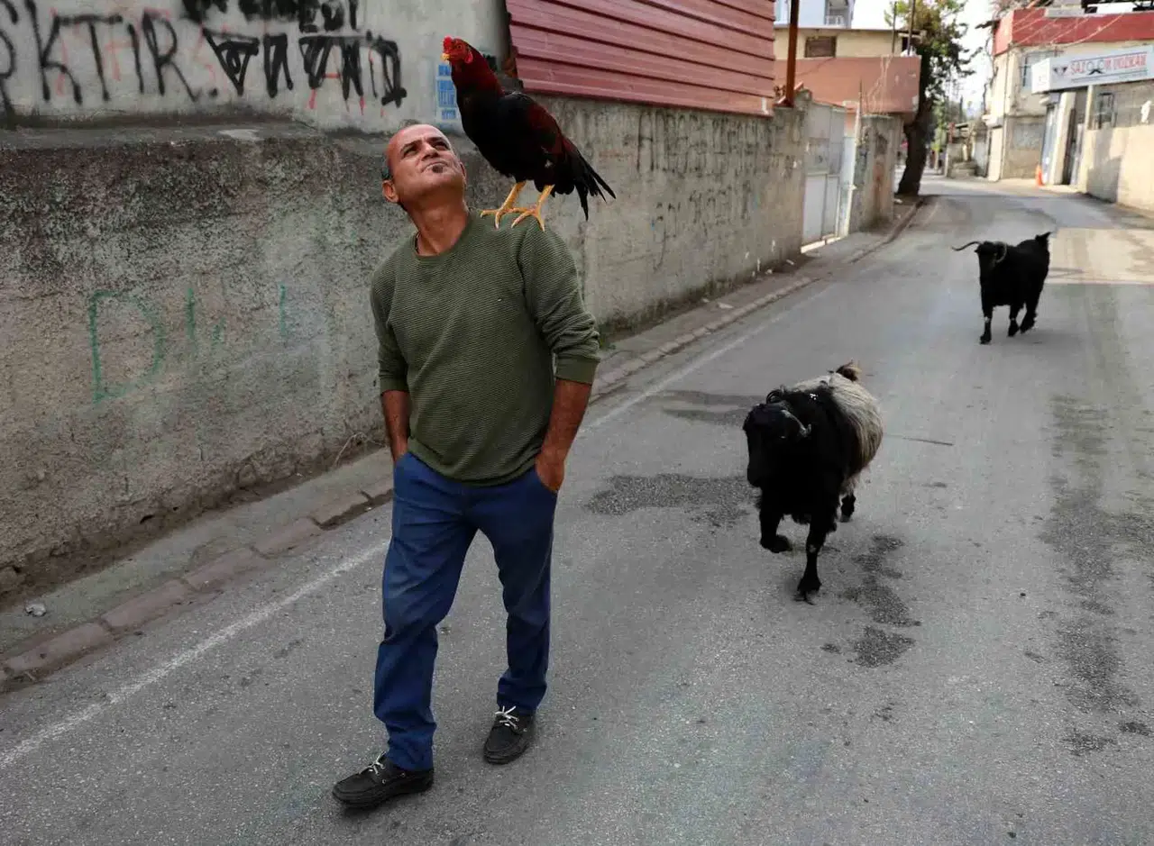 Horoz ve Keçileriyle Arkadaş Oldu