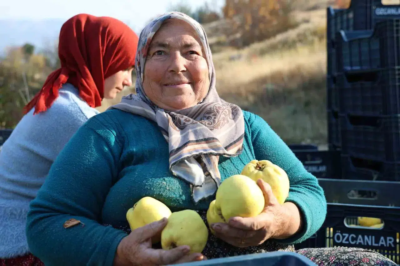 Kahramanmaraş’ta Ayva Hasadı