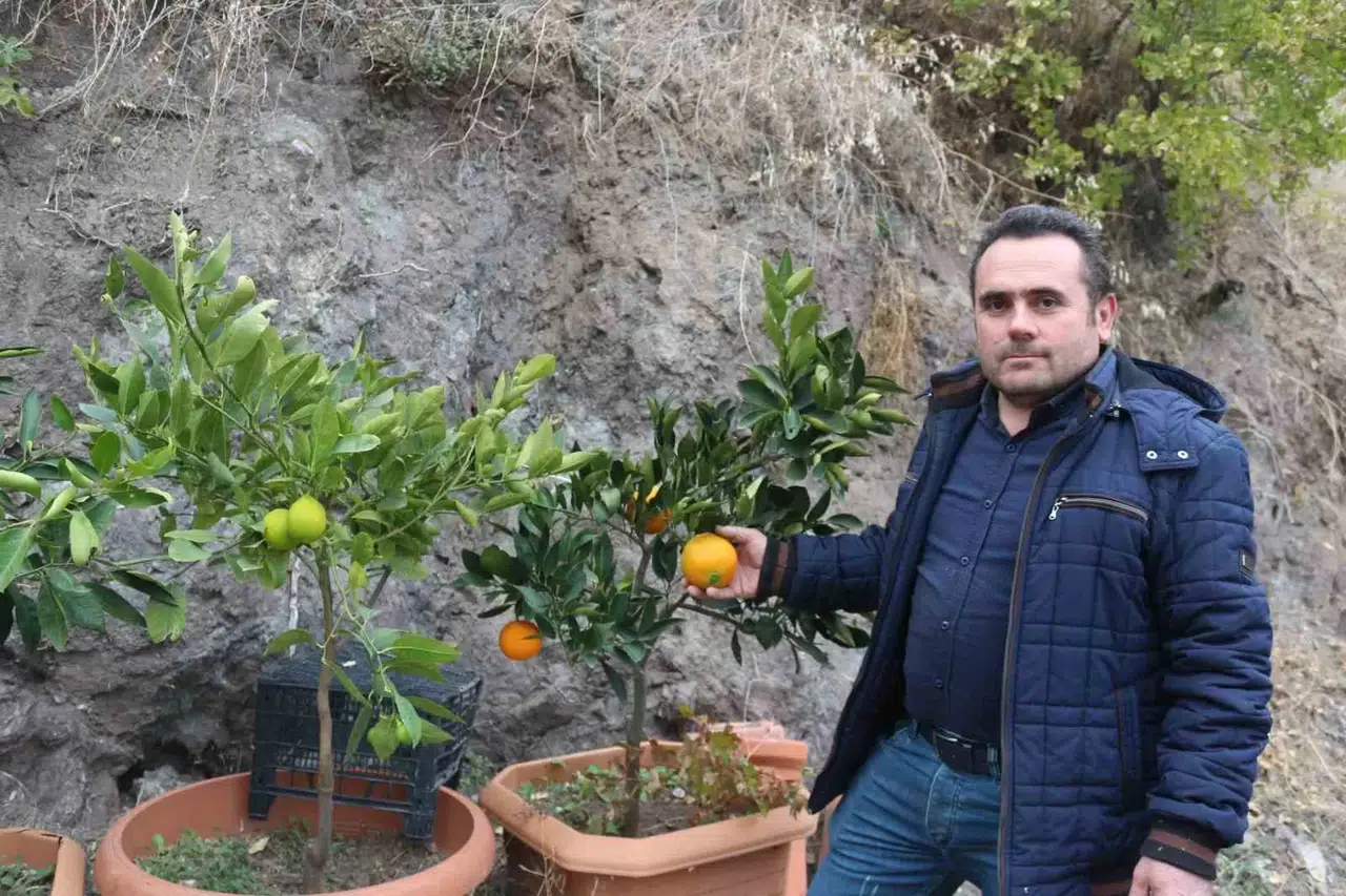 Karasal İklimde Tropikal Meyveler ve Zeytin Yetiştiriyor