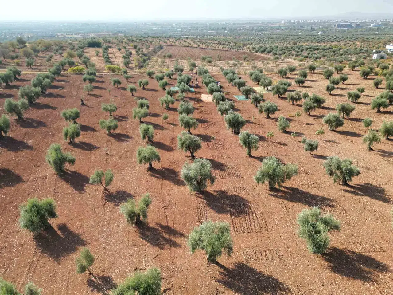 Kilis’te Zeytin Hasadı Başladı