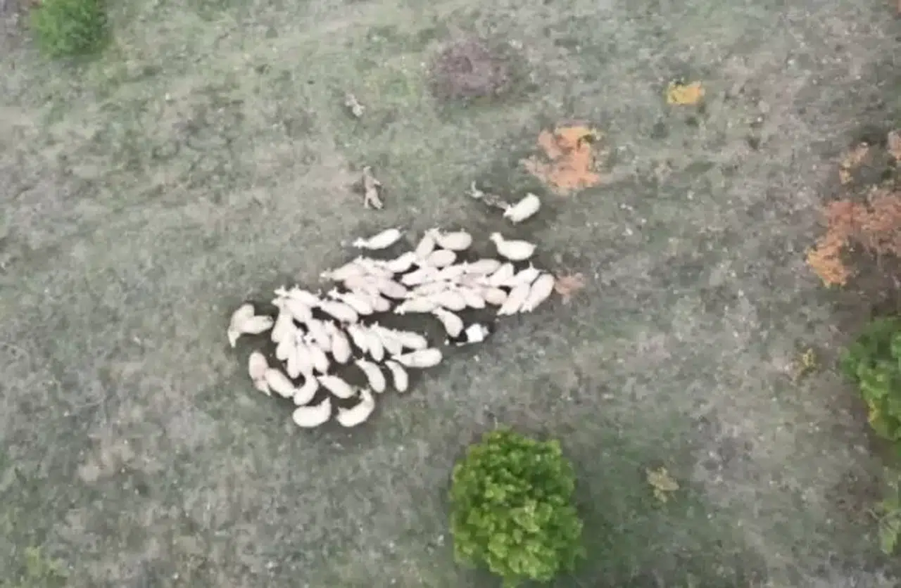 Kurtların Koyun Sürüsüne Hücum Dron ile Görüntülendi