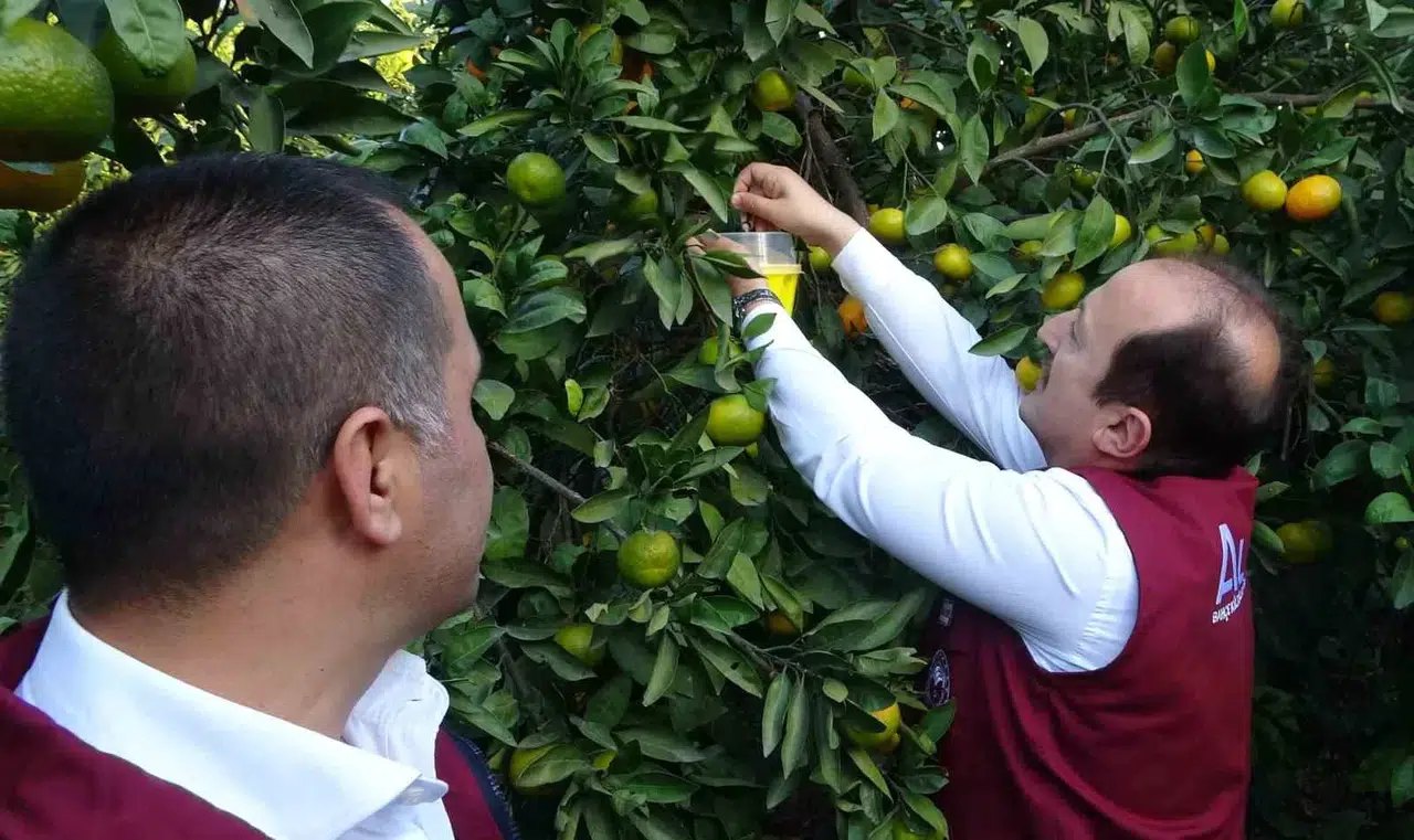 Narenciyenin Başşehrinde Zararlıya Karşı Biyolojik Muvaffakiyet