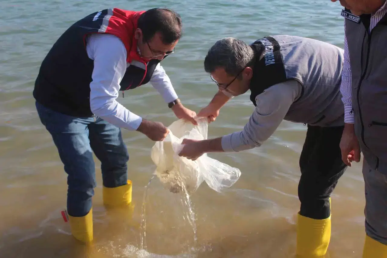 Siirt’te 2 Milyon Balık Yavrusu Baraj Göllerine Bırakıldı