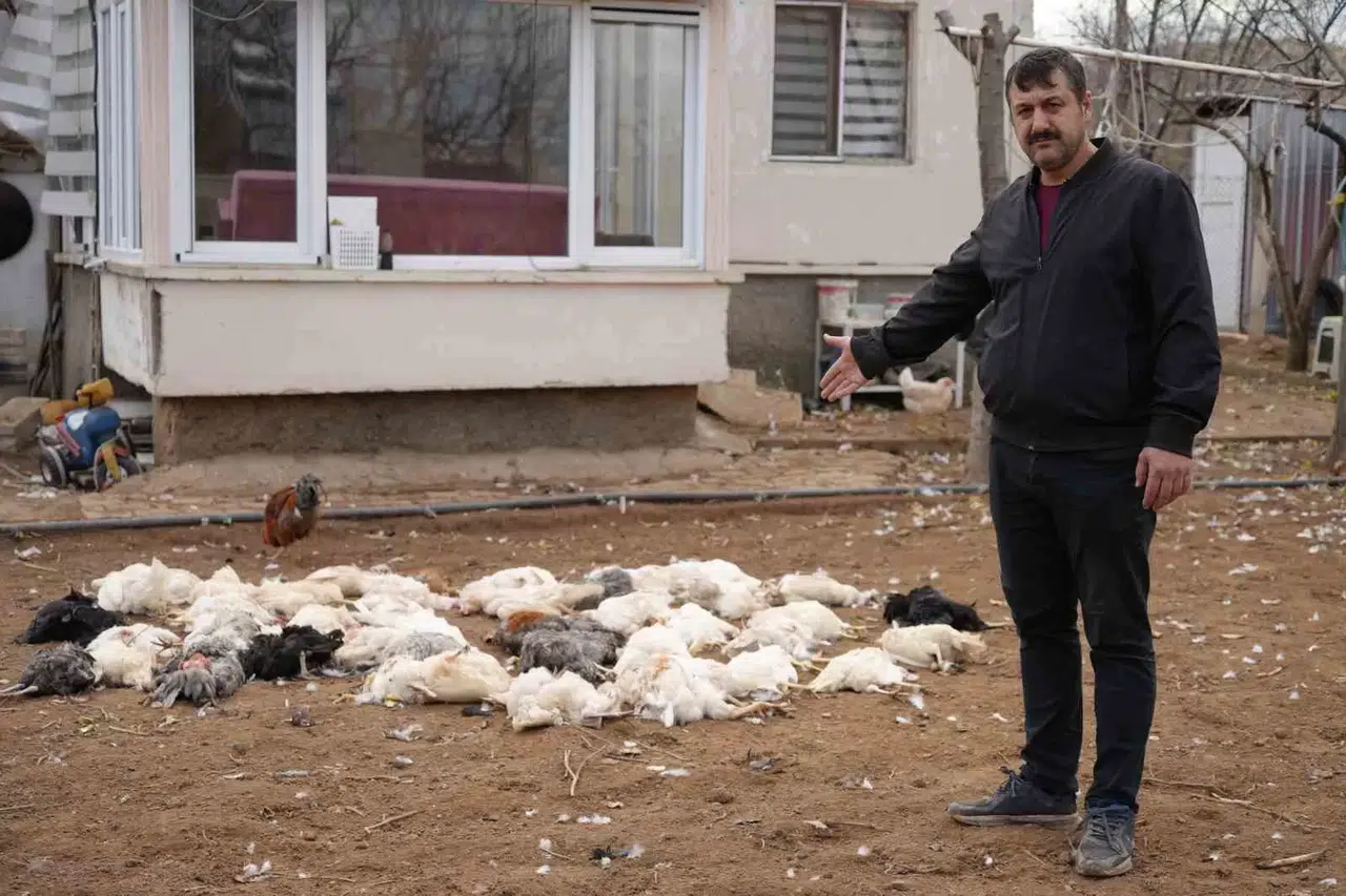 Tavukları İçin Bağ Meskenine Geldi, Gördüğü Görüntü Karşısında Şoke Oldu: Sokak Köpeği Dehşeti Kamerada