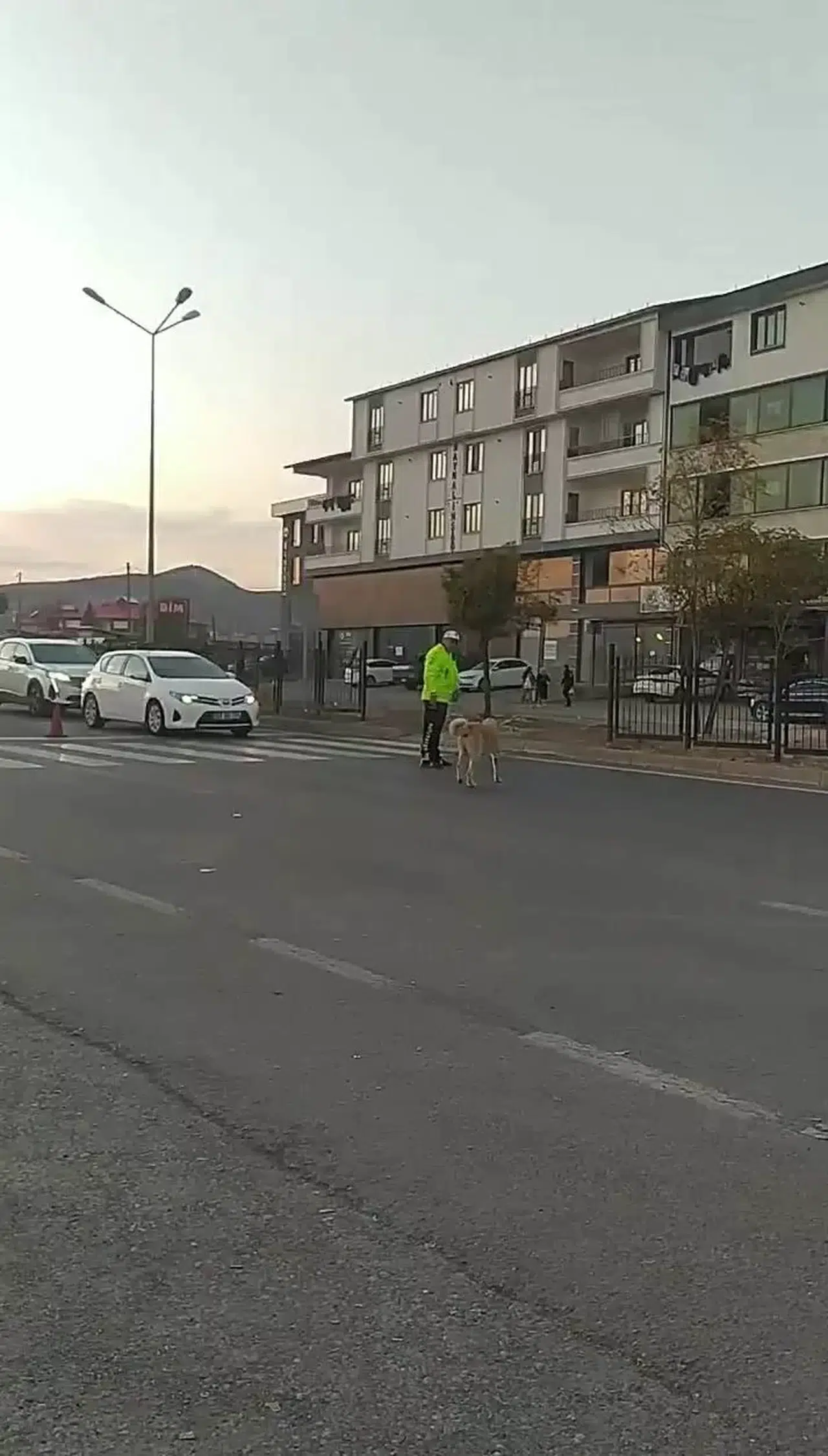 Trafik Polisinden Yürek Isıtan Davranış: Köpeğin Geçmesi İçin Trafiği Durdurdu
