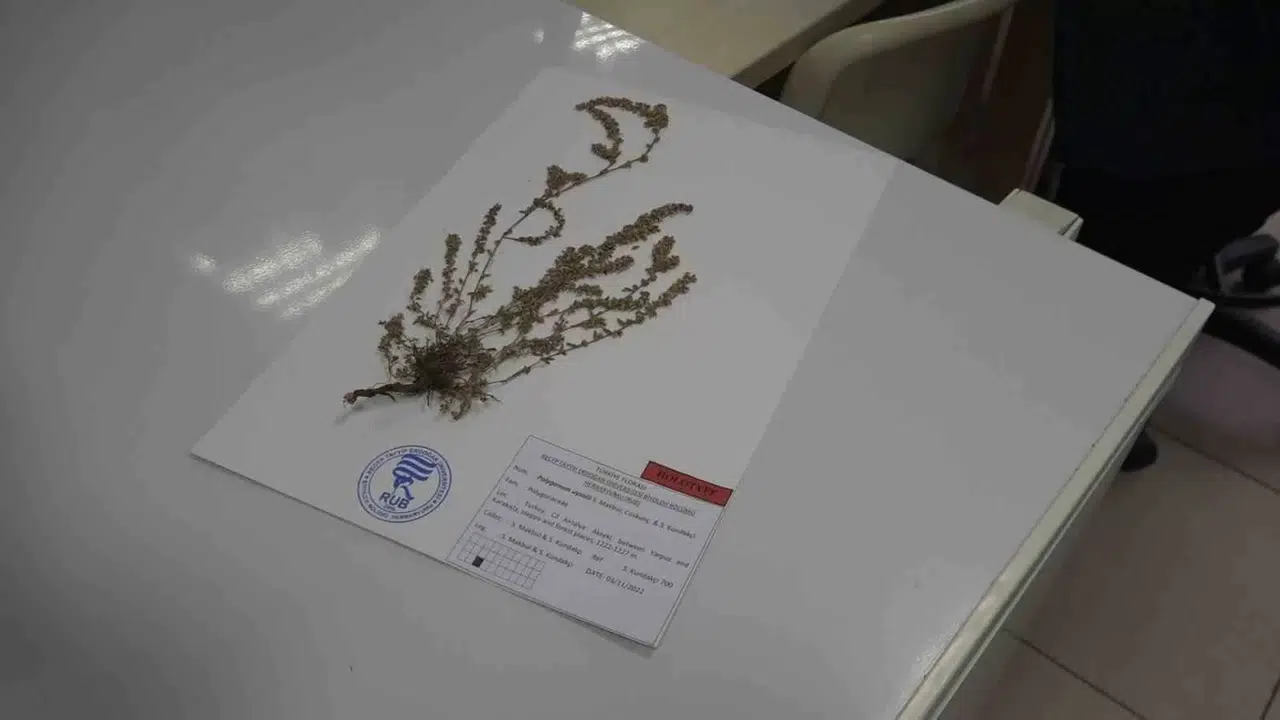 Türkiye’de Yeni Bir Bitki Çeşidi Keşfedildi