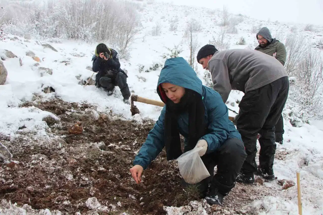 ’Yitik Türk Lalesi’ Gurbetten Amasya’ya 45 Bin Tohumla Döndü