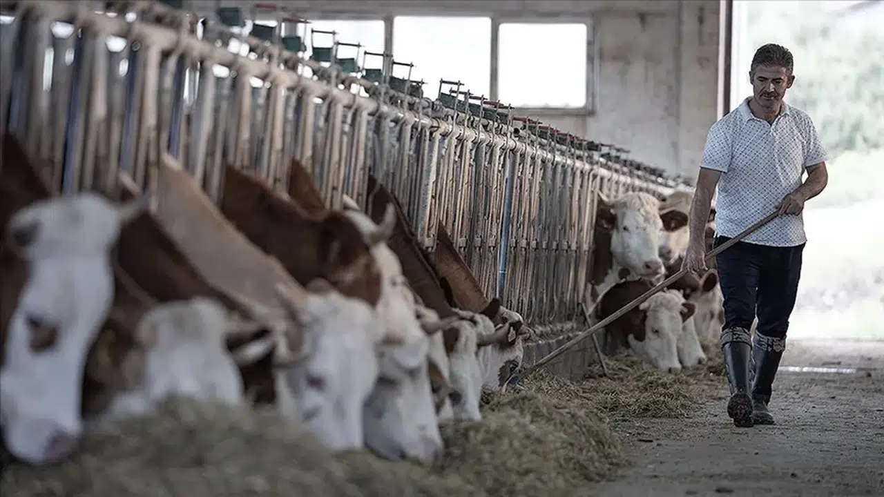 Besilik Sığır İthalatı Başvuruları Başladı