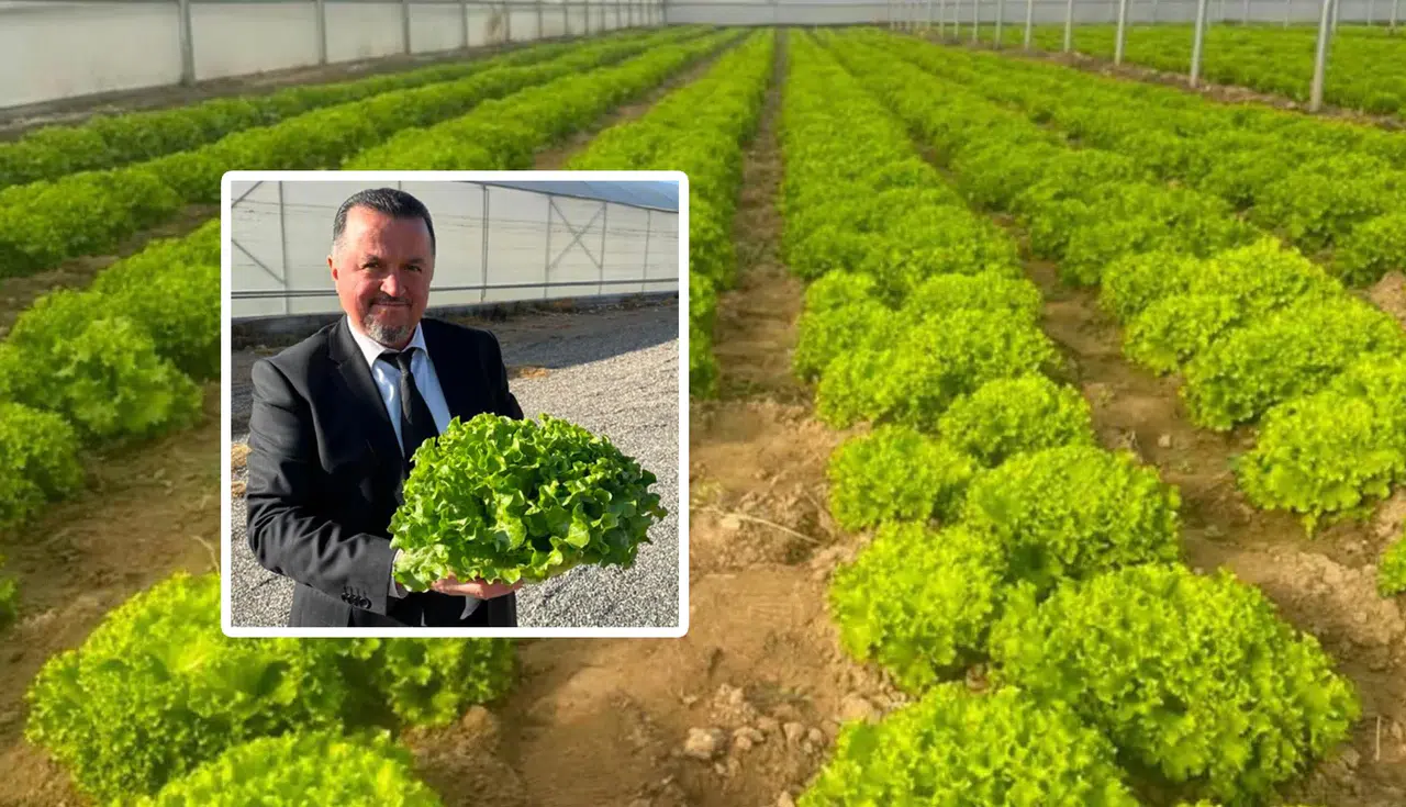 Kargı Seralarında Hasat Zamanı